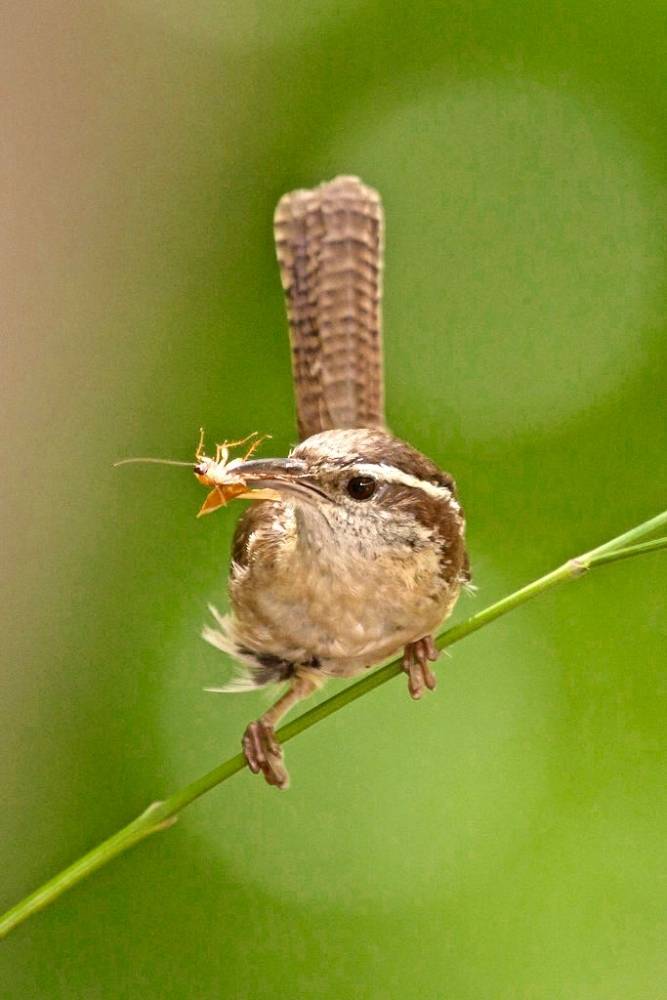 Carolina_Wren-0573-2 by iseethelight is licensed under CC BY-NC-ND 2.0